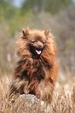 SPITZ ALLEMAND 483